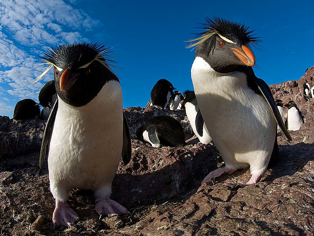 Скалистый пингвин (Рокхоппера), Аргентина