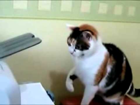 funny plays. Funny Cat Plays With Printer