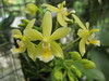Phalaenopsis Cornustris