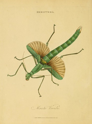 013-Mantis Viridis- An epitome of the natural history of the insects of India…1800- Edward Donovan