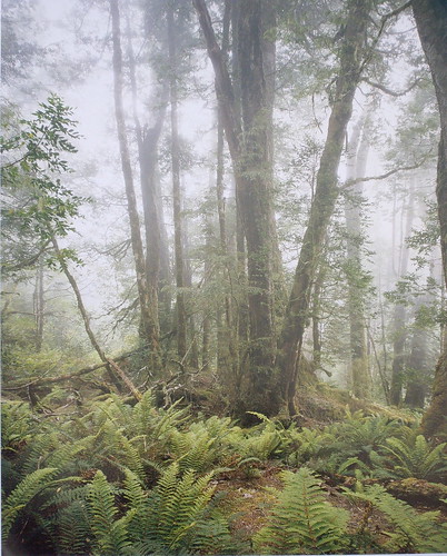 Tasmanian forest photo