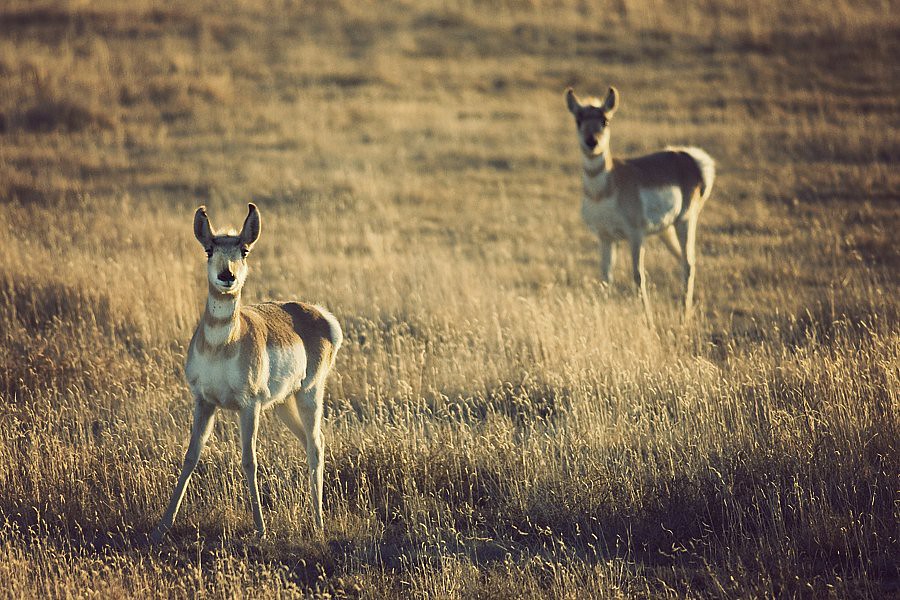 Colorado Antelope
