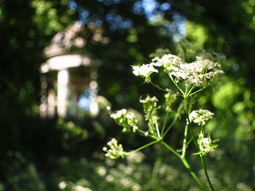 Queen Anne's Lace at the Temple of Aeolus, Kew Gardens