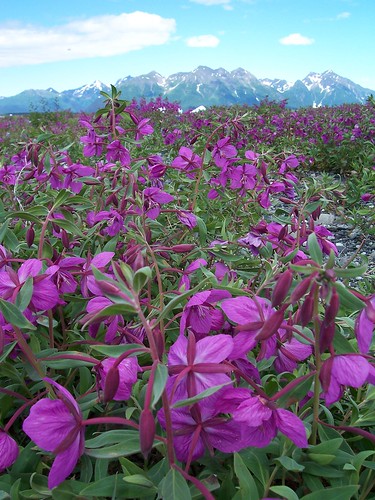 A massive field of fireweed covers the ground across this open expanse of landscape at the foot of one of hundreds of mountain peaks across southeast Alaska and the Tongass National Forest. (US Forest Service photo) 