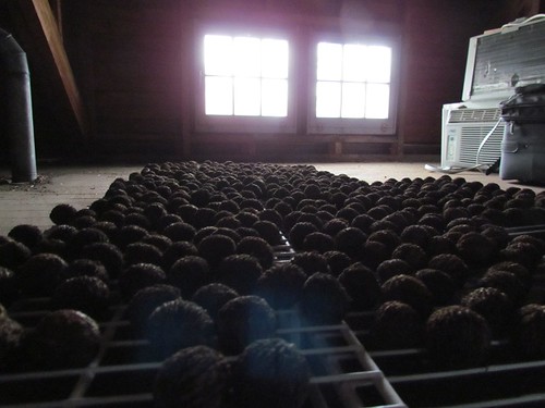 Walnuts Drying