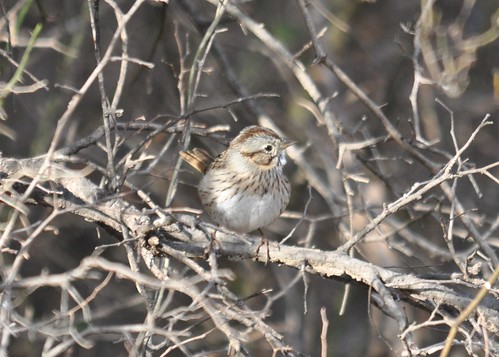 lincoln's sparrow