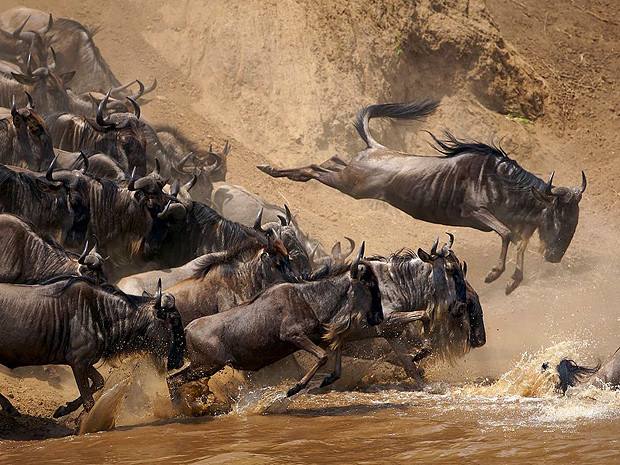 Антилопы гну, Кения