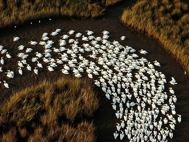 Белые пеликаны, Миссисипи