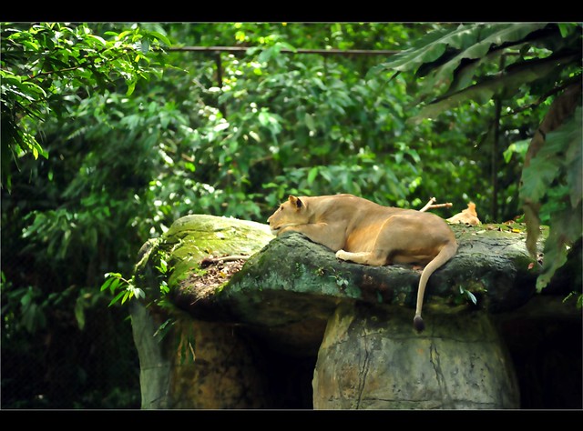 Zoo Taiping 83