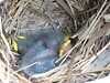 20101202c Baby birds