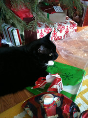 Christmas cat 2010