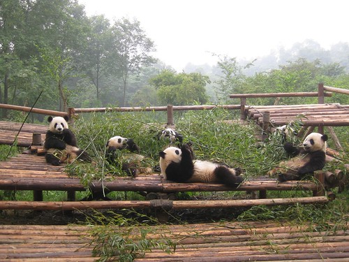 Giant Panda, Chengdu, Sichuan