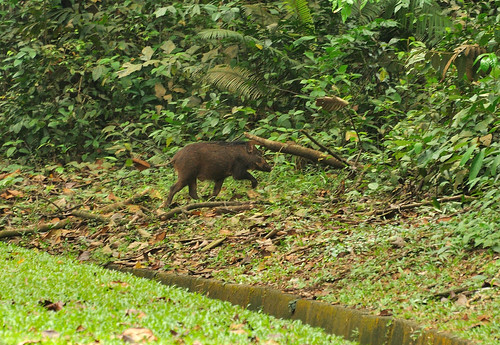 wild boar @Upper Seletar Reservoir DSC_0148