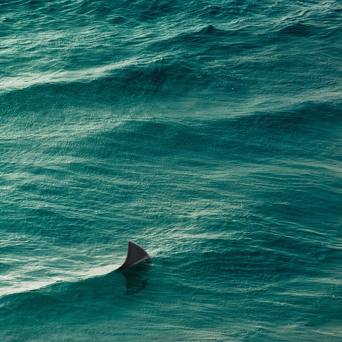 Ocean Shark by ►CubaGallery