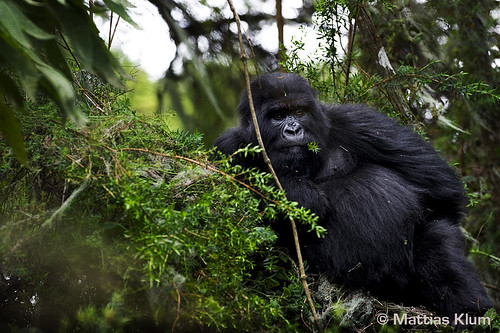mountain_gorilla_Rwanda