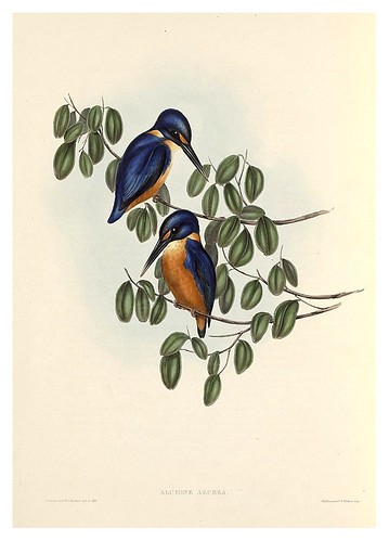 015-Alcyone Azurea-The Birds of Australia  1848-John Gould- National Library of Australia Digital Collections