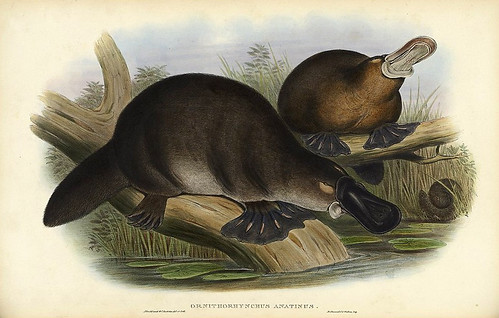 001-Ornitorrinco Anatinus-The mammals of Australia 1863-John Gould- National Library of Australia Digital Collections