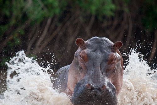 The Hippo Attack