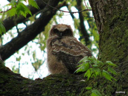 Woodsy, Great Horned Owl