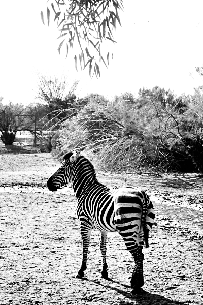 Zebra at the Wildlife World Zoo