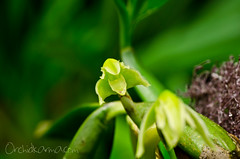 Maxillaria friedrichsthalii