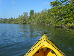 Paddling in the Mangroves