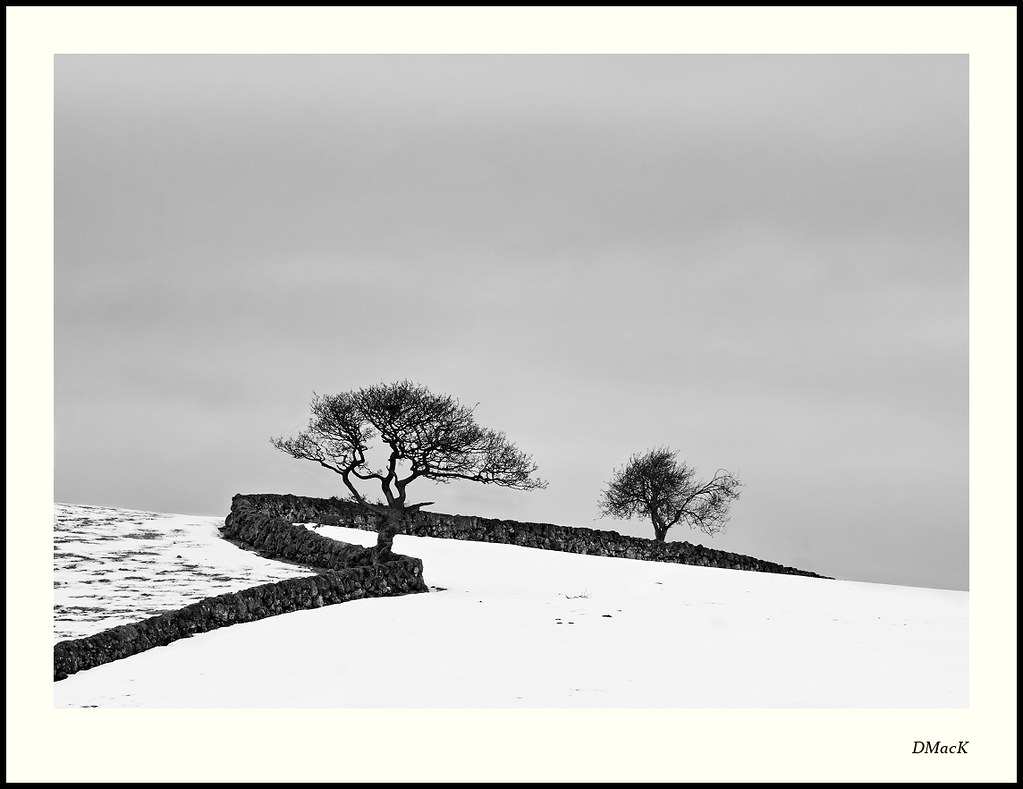 A Wall and Two Trees 2
