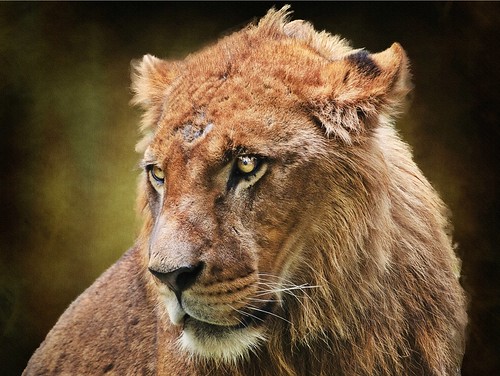 フリー写真素材|動物|哺乳類|ネコ科|ライオン|