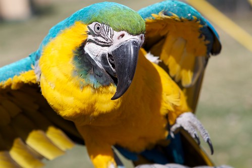 Macaw happy