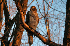 coopers hawk at dusk