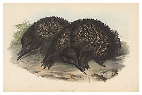 003-Oso hormiguero espinoso-The mammals of Australia 1863-John Gould- National Library of Australia Digital Collections