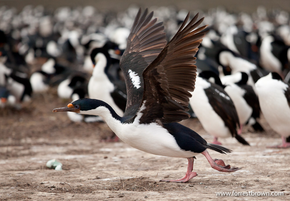Bleaker Island, Falkland Islands, Bird, King Cormorant