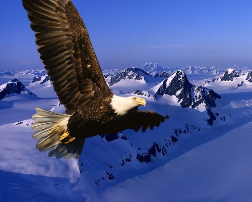 eagle wallpapers. Wallpapers of Birds and Eagles