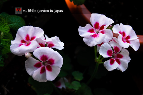 my-little-garden-in-japan-DEC-2010-2