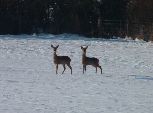 Deer Clone