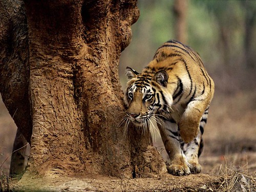 desktop wallpaper tiger. Best Tiger wallpapers