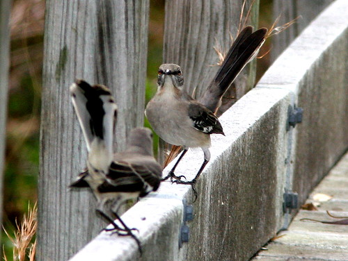 Mockingbird standoff 2-20101230