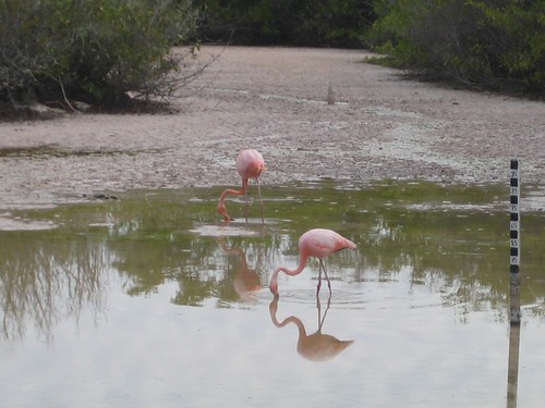Flamingos on Isabela