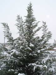 snowy evergreen