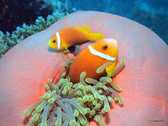Maldives anemonefish, Maldives