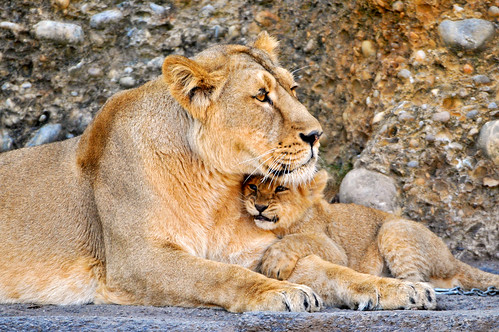 フリー写真素材|動物|哺乳類|ネコ科|ライオン|家族・親子（動物）|