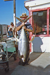 Huge Yellowfin caught on Shimano Talica 16II