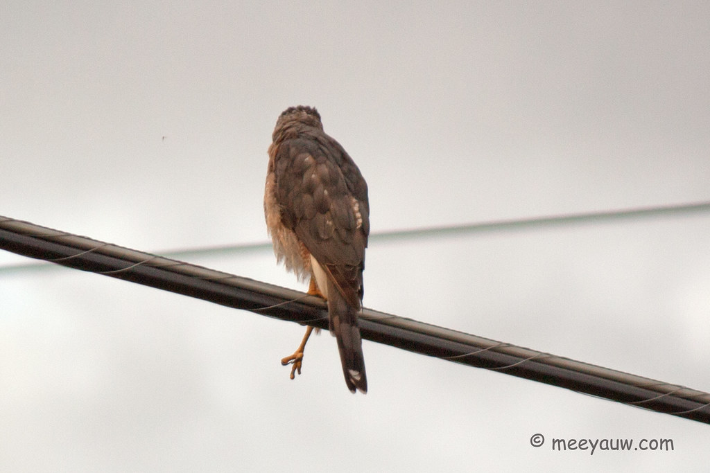 Juvenile Red-tailed Hawk  16.jpg