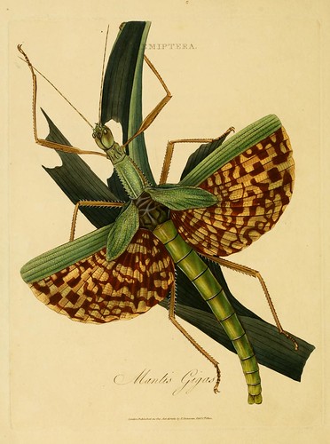 012-Mantis Gigas- An epitome of the natural history of the insects of India…1800- Edward Donovan