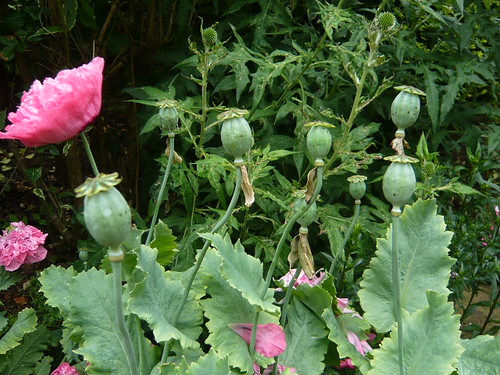 poppy seedheads