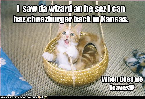 funny-pictures-kitten-goes-to-oz