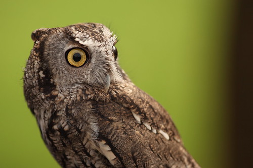 Owl by atubbs, on Flickr