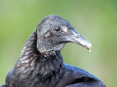 Black Vulture 20101129