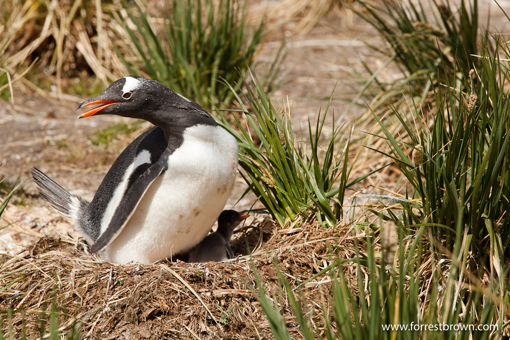 Gentoo Penguin, South Georgia, Nest, Baby, Chick