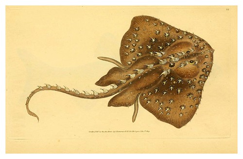 021-The natural history of British fishes 1802-Edward Donovan